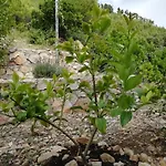 Rotim, Mljet, Sutmiholjska Lejlighed Babino Polje