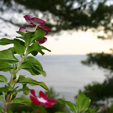 Rotim, Mljet, Sutmiholjska Babino Polje