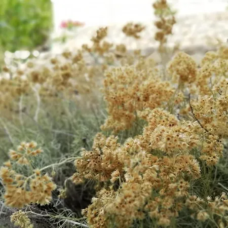 Rotim, Mljet, Sutmiholjska