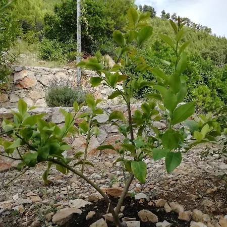 Rotim, Mljet, Sutmiholjska דירה Babino Polje